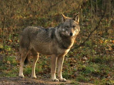 wolf.jpg