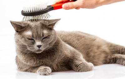 Cat_Grooming_o.jpg